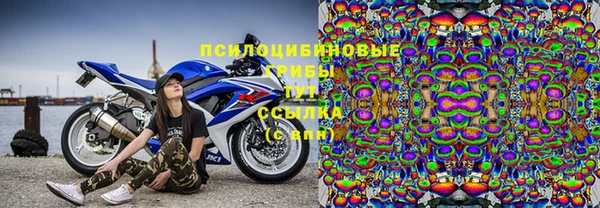 прущие грибы Бородино